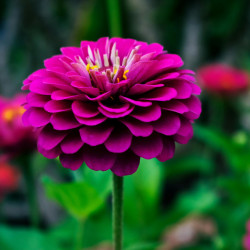 nature-flowers-garden-863963